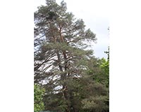 Scots Pine